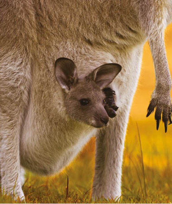 Australia Experience incontra i Wallaby