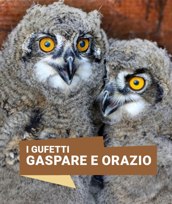 GUFETTI<br> 