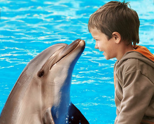 Incontra i delfini