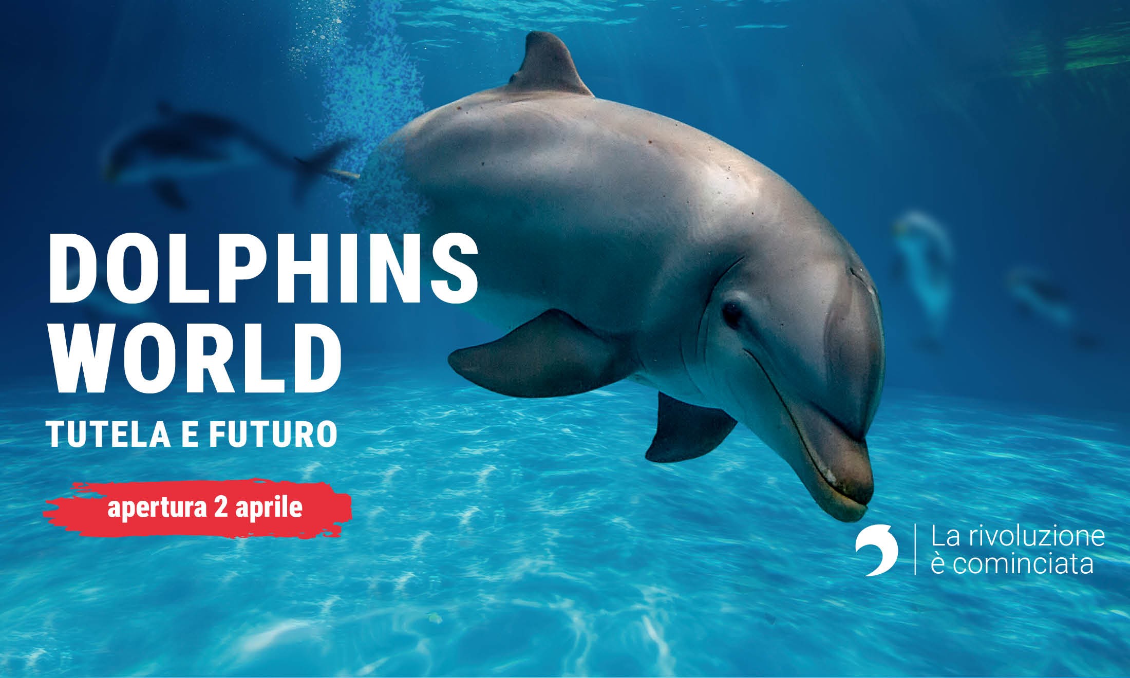DOLPHINS WORLD