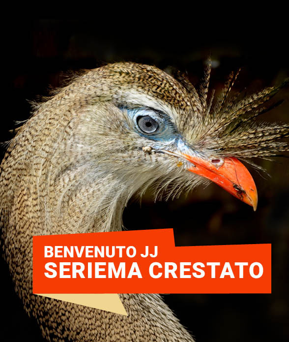 BENVENUTO JJ<br> 