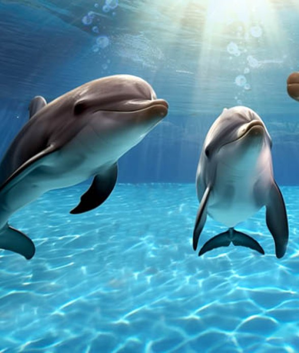 Dolphin  Experience incontra i Delfini
