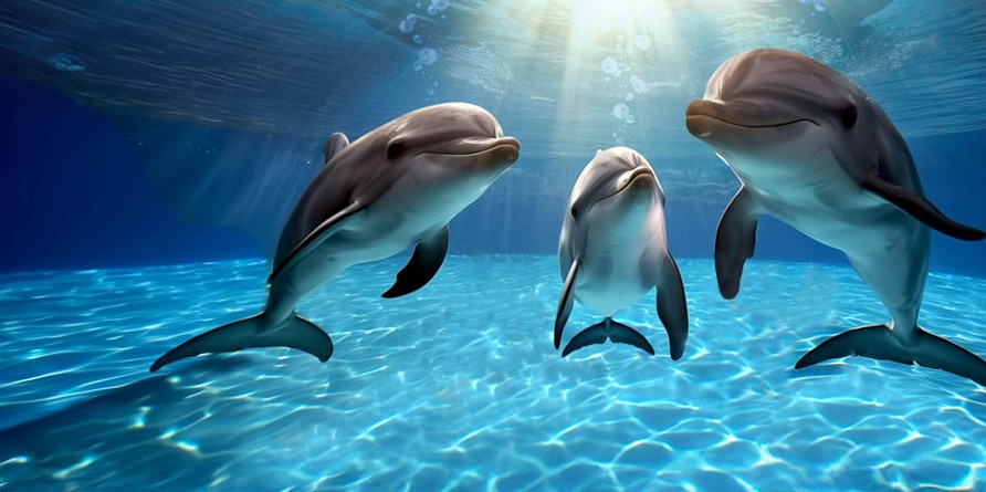Dolphin  Experience incontra i Delfini