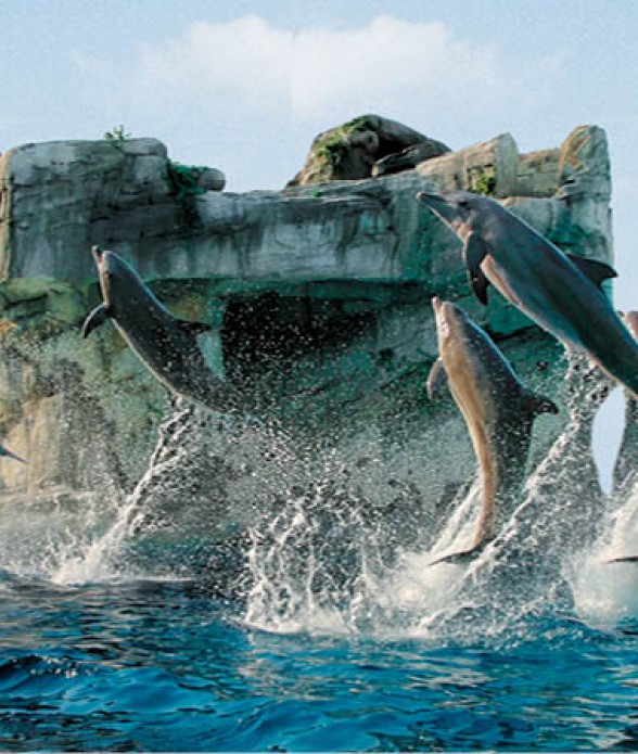 Dolphin  Experience incontra i Delfini