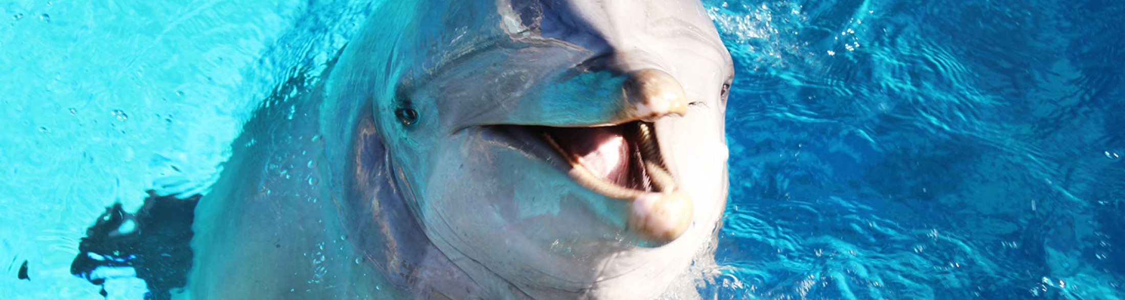 La delfina Pelé domenica compie gli anni!