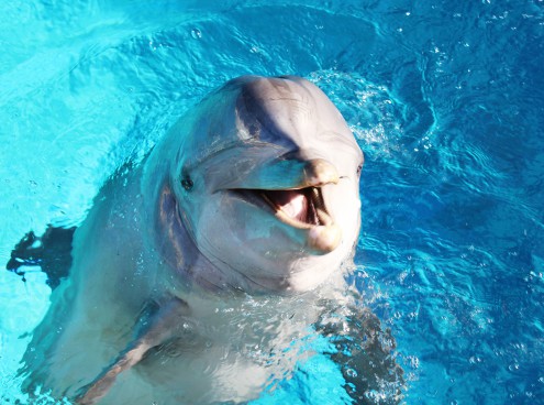 La delfina Pelé domenica compie gli anni!