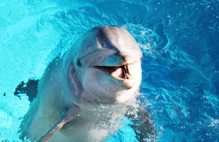 La delfina Pelé domenica compie gli anni!