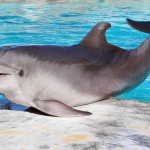 La delfina Pelé domenica compie gli anni!