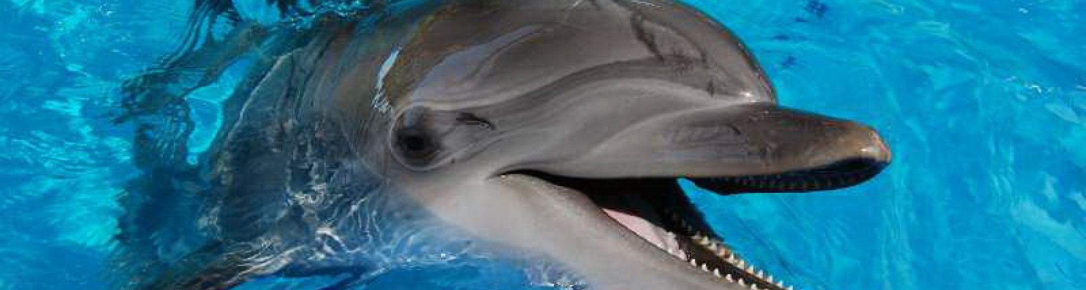 In festa con lo Ior 2018