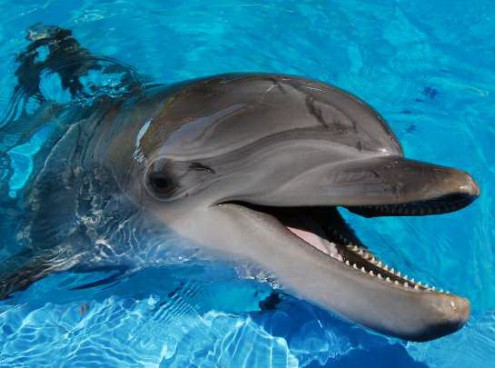 In festa con lo Ior 2018