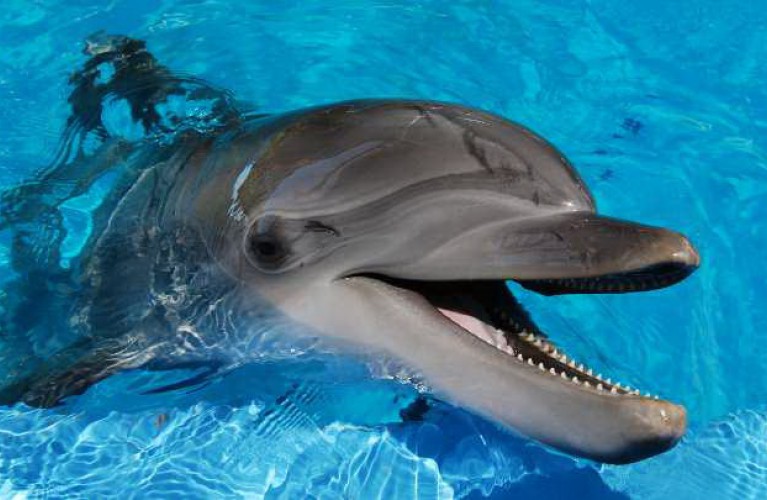 In festa con lo Ior 2018