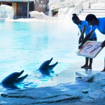 Auguri a Golia, ambasciatore 'green'