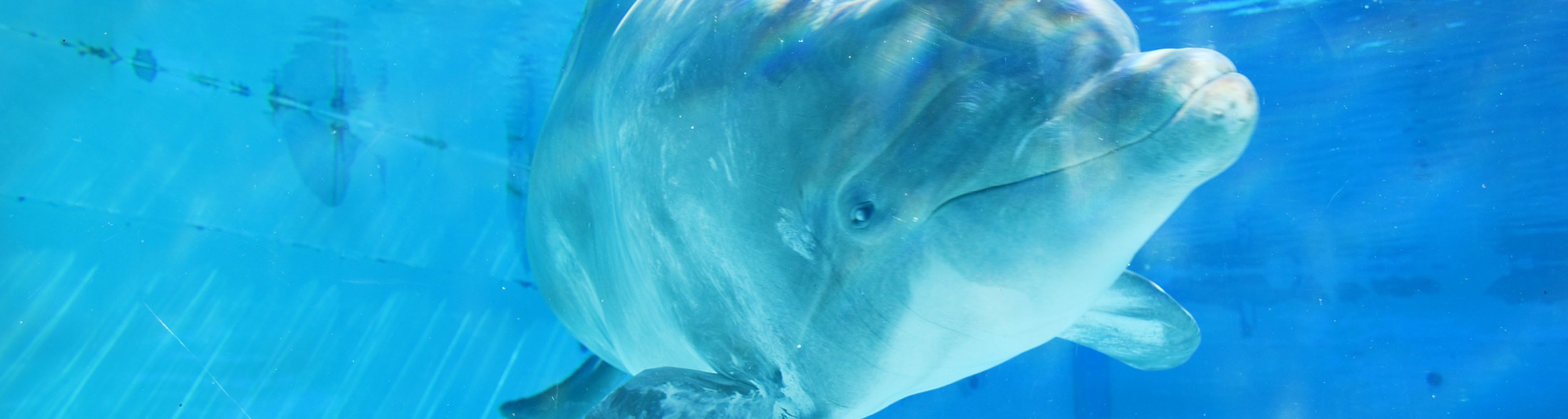 We Care, l'unione fa la forza: a Oltremare è arrivata la delfina Veera  