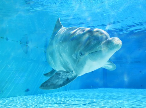 We Care, l'unione fa la forza: a Oltremare è arrivata la delfina Veera  