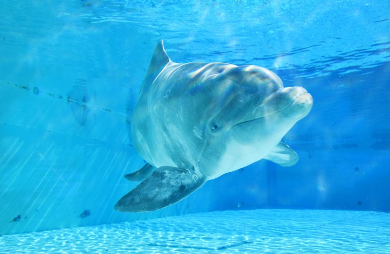 We Care, l'unione fa la forza: a Oltremare è arrivata la delfina Veera  