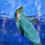 We Care, l'unione fa la forza: a Oltremare è arrivata la delfina Veera  