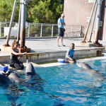 We Care, l'unione fa la forza: a Oltremare è arrivata la delfina Veera  