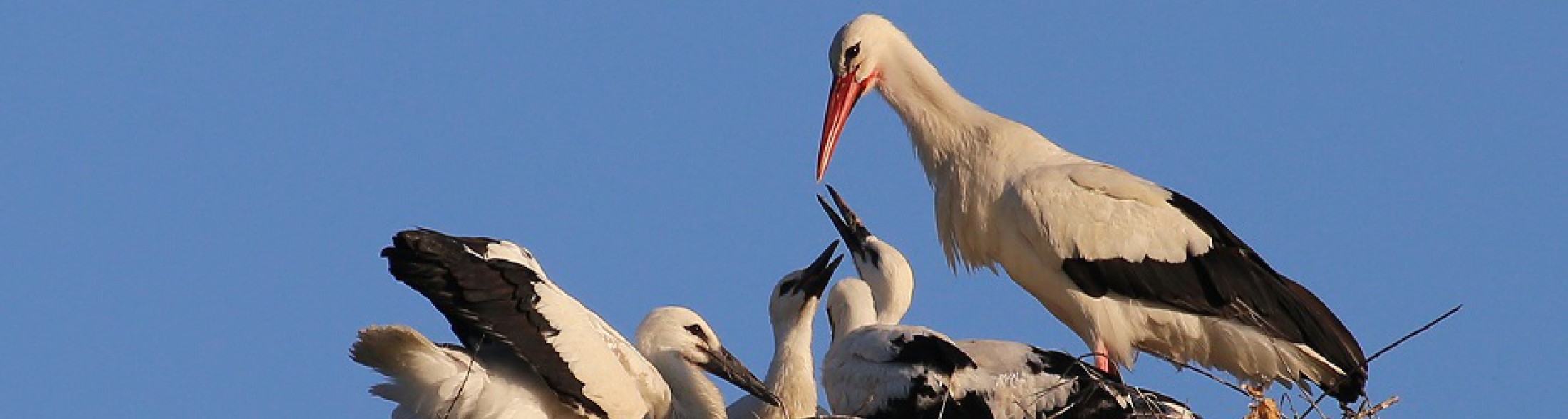 Sono nati 5 cicognini!