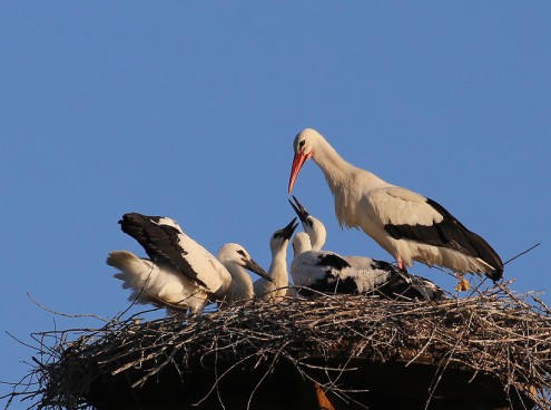Sono nati 5 cicognini!