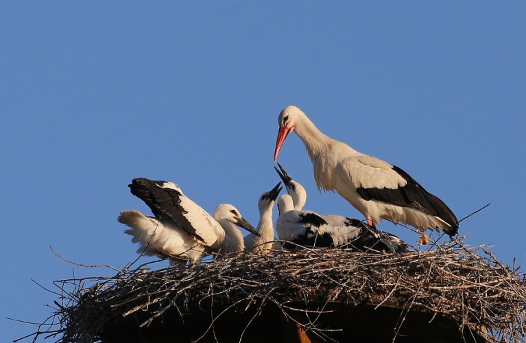 Sono nati 5 cicognini!