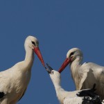 Sono nati 5 cicognini!