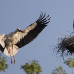 Sono nati 5 cicognini!