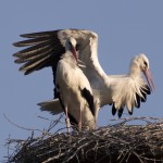 Sono nati 5 cicognini!