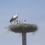 Sono nati 5 cicognini!