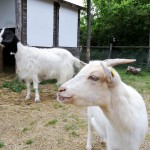 Che bel 1° Maggio a Oltremare!