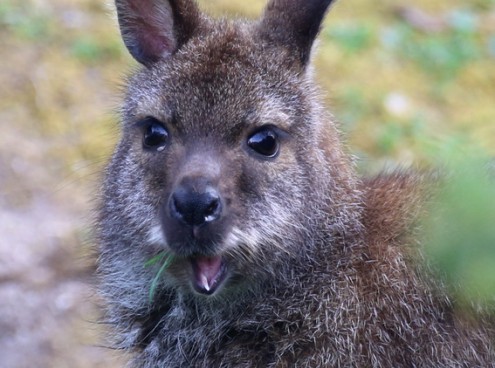 Benvenuti Wallaby