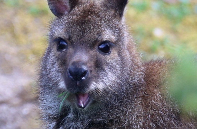 Benvenuti Wallaby