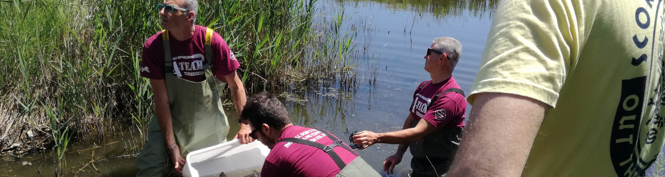 Storioni e anguille liberati nel Po