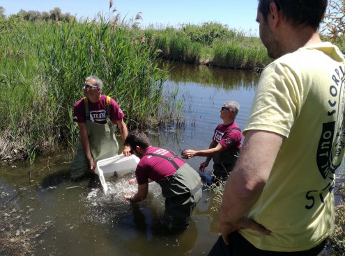 Storioni e anguille liberati nel Po