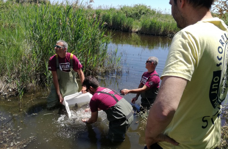 Storioni e anguille liberati nel Po