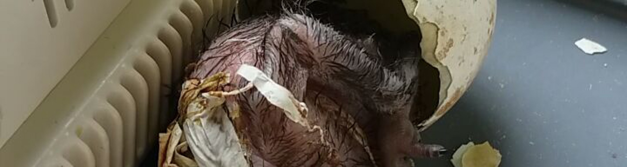 E' nato un avvoltoio!