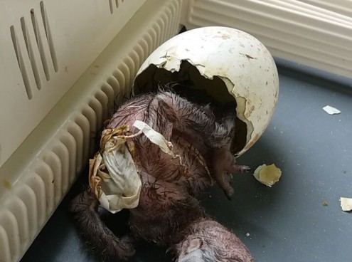 E' nato un avvoltoio!