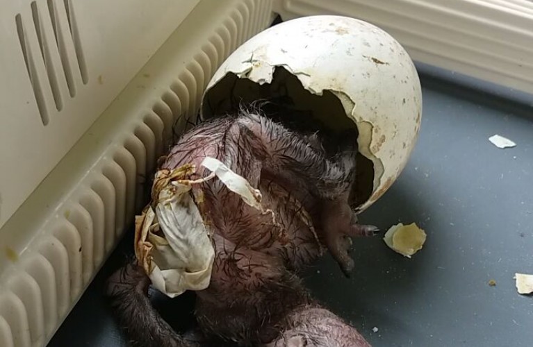 E' nato un avvoltoio!