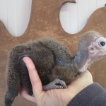 E' nato un avvoltoio!