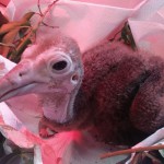 E' nato un avvoltoio!