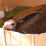 E' nato un avvoltoio!