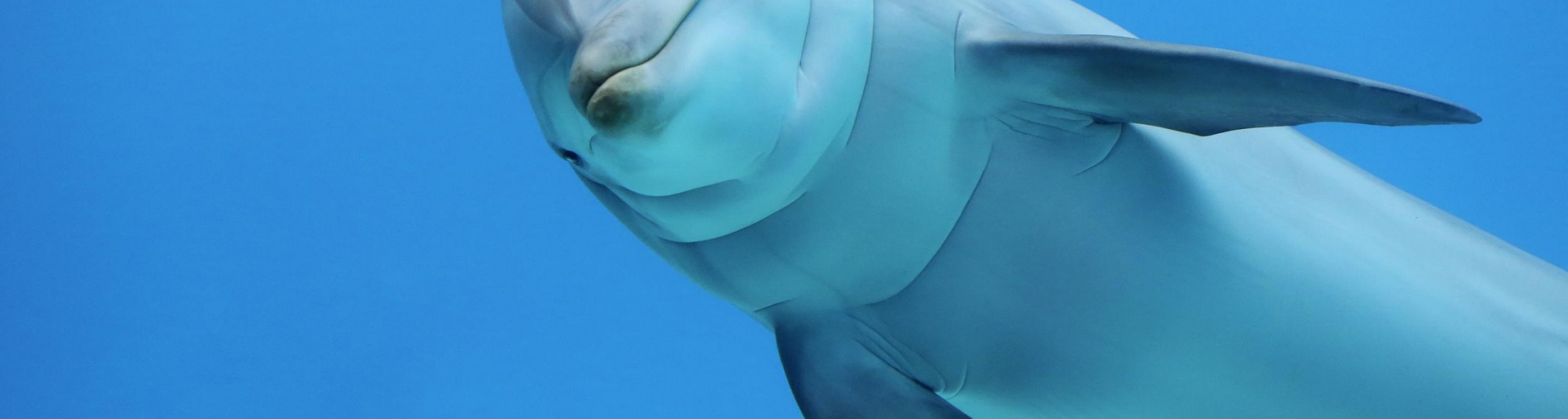 Oltremare riapre sabato 24 marzo!