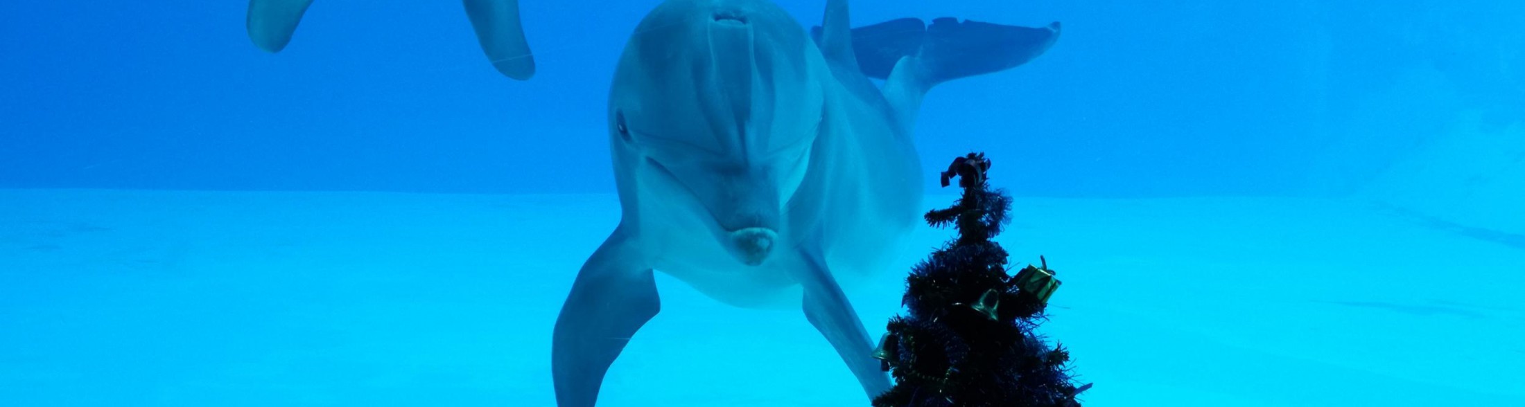 Ponte dell'Immacolata in festa a Oltremare