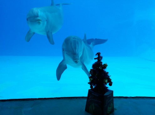 Ponte dell'Immacolata in festa a Oltremare