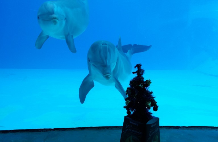 Ponte dell'Immacolata in festa a Oltremare