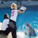 Il “sì” di Anna ad Angelo fra i delfini di Oltremare