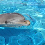 Oltremare dà il benvenuto a Mia