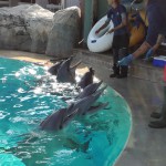 Oltremare dà il benvenuto a Mia