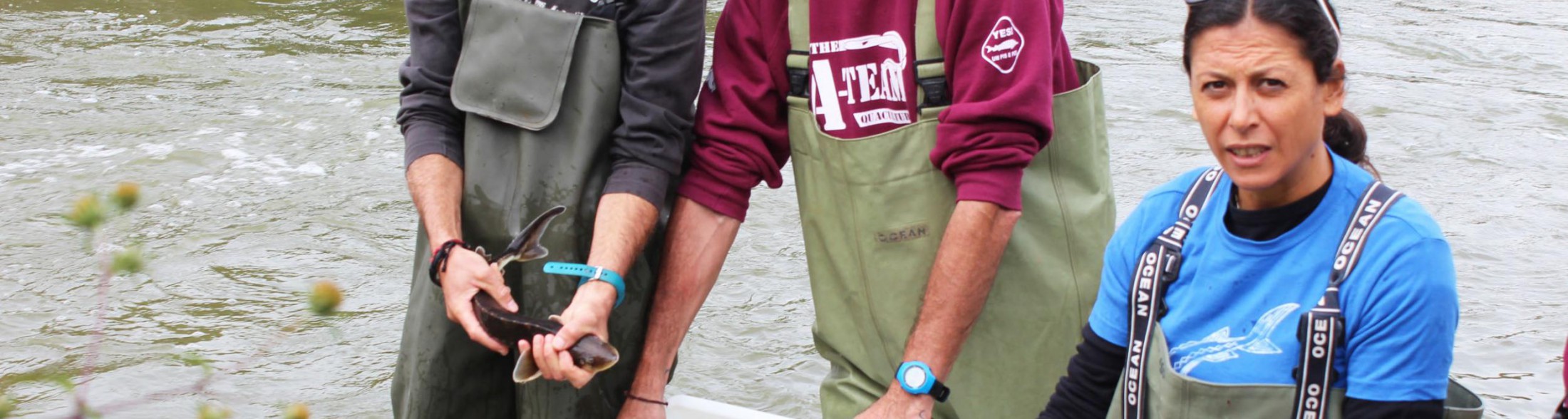 Gli storioni da Oltremare al Delta del Po e al Parco del Ticino