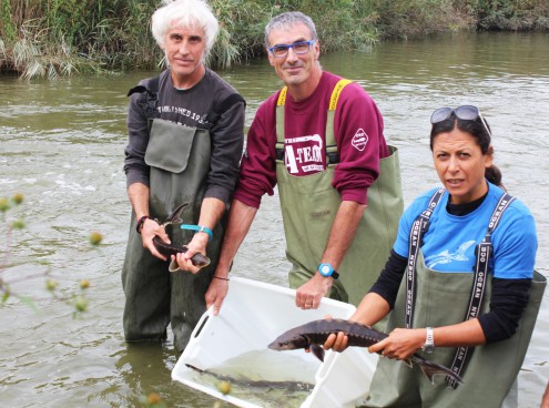 Gli storioni da Oltremare al Delta del Po e al Parco del Ticino
