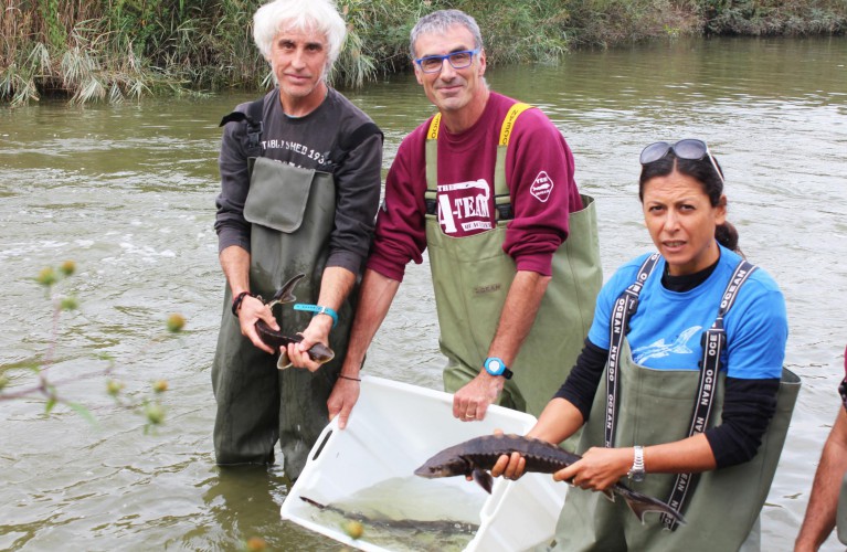 Gli storioni da Oltremare al Delta del Po e al Parco del Ticino